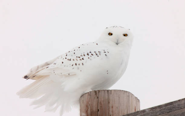 istock Snowy Owl in Winter 1316977001
