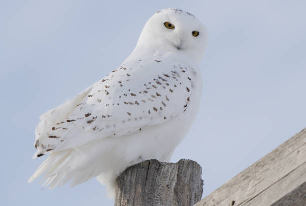 istock Snowy Owl in Winter 1316977097