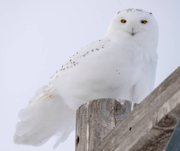 istock Snowy Owl in Winter 1316977114