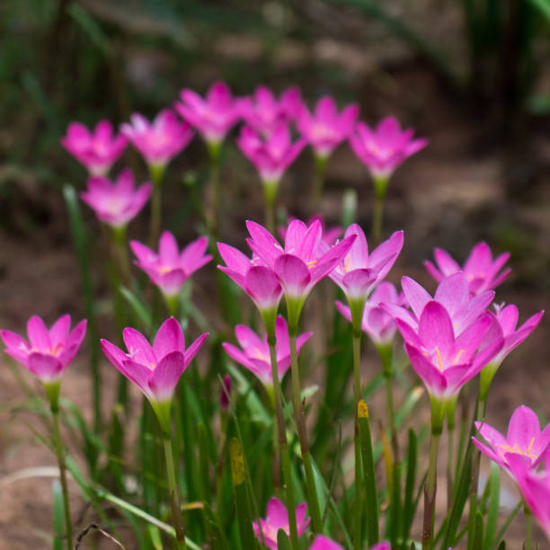 istock Romancing with Pink water lily flowers 1316978005