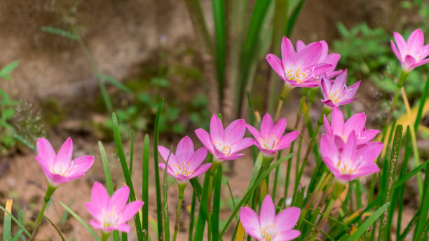 istock Pink water lily flowers 1316978010
