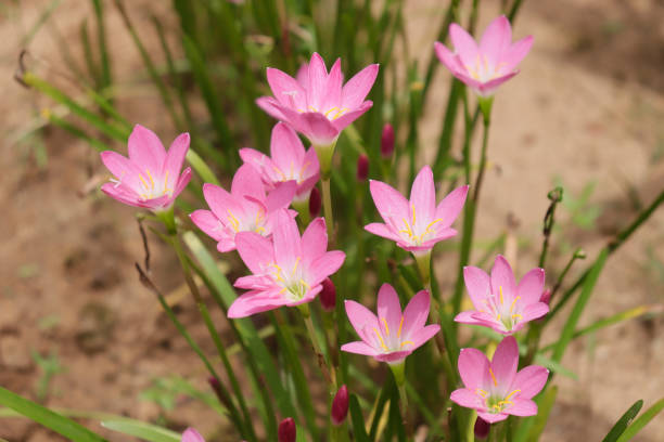 istock Pink water lily flowers 1316978014