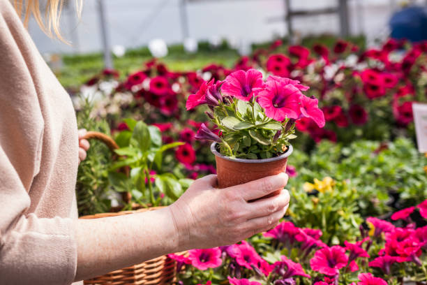 donna che sceglie il fiore di petunia da acquistare al garden center - centro per il giardinaggio foto e immagini stock