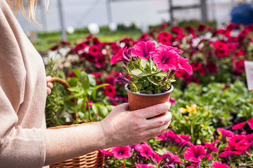 Woman shopping pink petunia flower at market. Customer choosing flowers at garden center