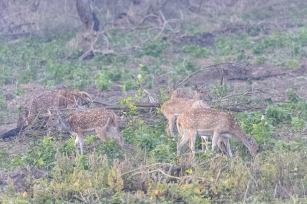 istock Spotted deer in jim corbett national park 1316978233