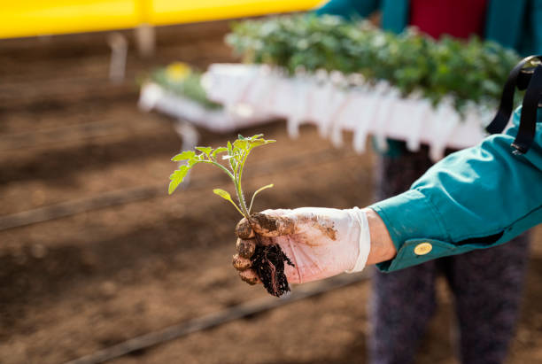 istock Human hand holding tomato seedlings in greenhouse 1316978561
