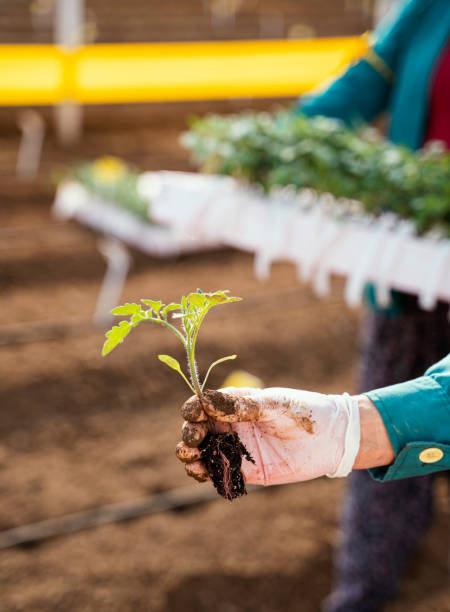 istock Human hand holding tomato seedlings in greenhouse 1316978566