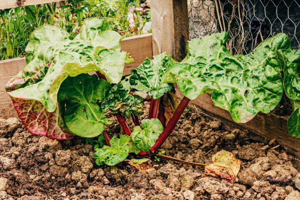 istock Rhubarb patch in corner of garden 1316979256