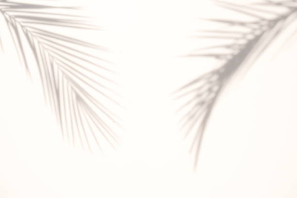 blur Palm tree shadow on white background stock photo