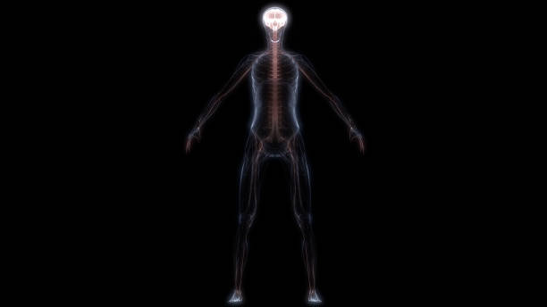 istock Human Central Organ Brain with Nervous System Anatomy 1316979684