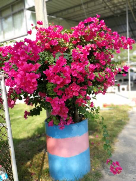 istock Pink bougainvillea bush 1316980039