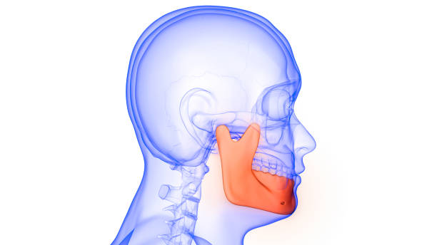 istock Human Skeleton System Skull Bones Mandible Anatomy 1316980197