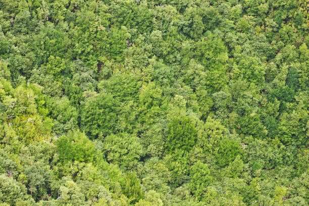 istock Forest top view background. Green aerial nature texture. 1316980215