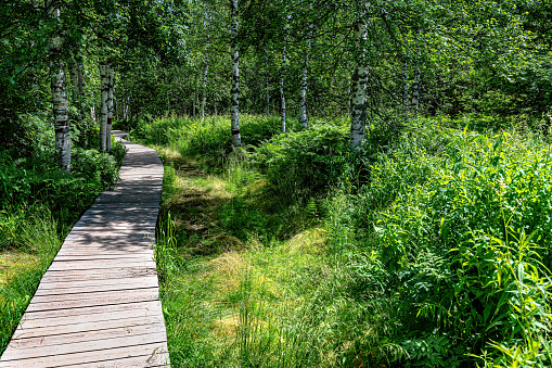 empty running track isolated in the park with birch trees