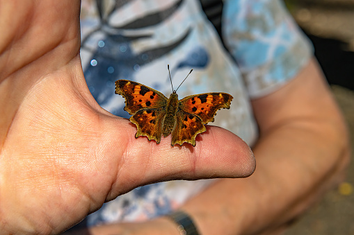 A large butterfly perches on the hand. It's docile and friendly.