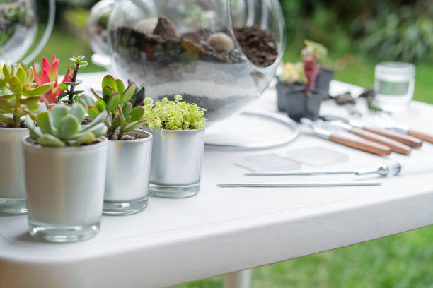 istock Terrarium finished with succulents during a live on youtube 1316981523
