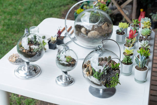 istock Terrarium finished with succulents during a live on youtube 1316981589