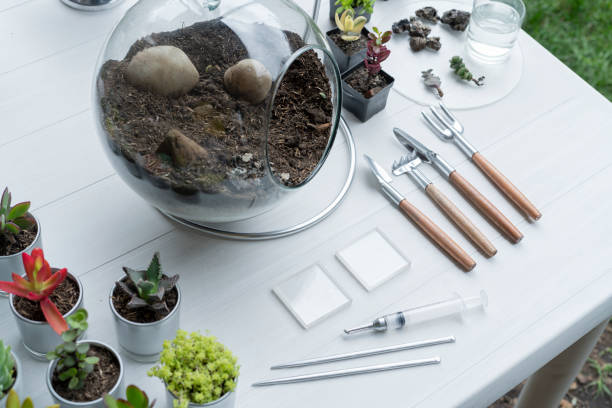 Terrarium finished with succulents during a live on youtube