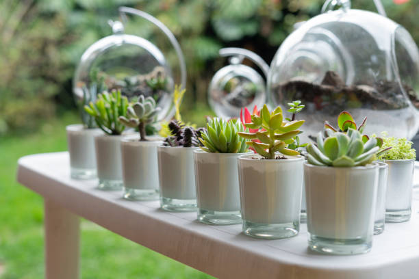 istock Terrarium finished with succulents during a live on youtube 1316981731