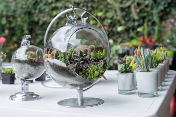 Terrarium finished with succulents during a live on youtube