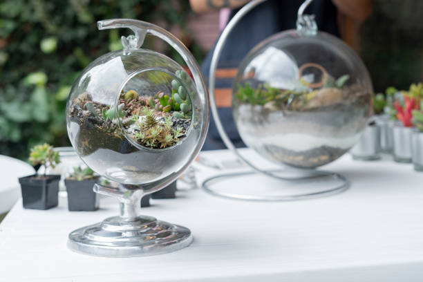 istock Terrarium finished with succulents during a live on youtube 1316982381