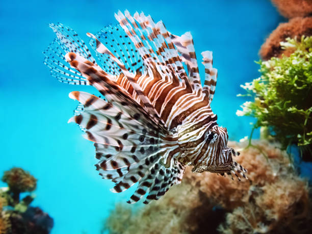 istock venomous coral reef fish Red lionfish (Pterois volitans) 1316982610