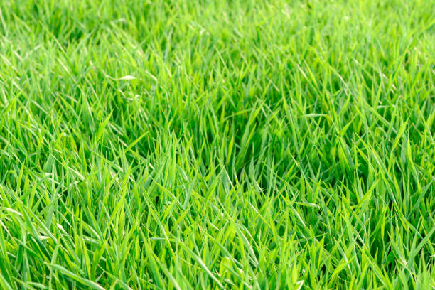 istock Field of fresh green grass texture as a background 1316984913