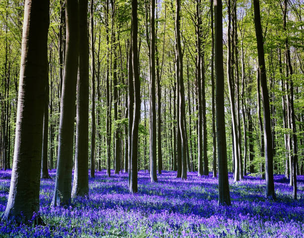 벨기에 할레의 숲인 할레보스에서 블루벨이 피는 블루벨 - forest of halle 뉴스 사진 이미지