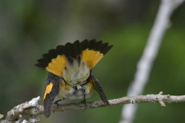 istock Winter Migratory and Water Birds 1316985412