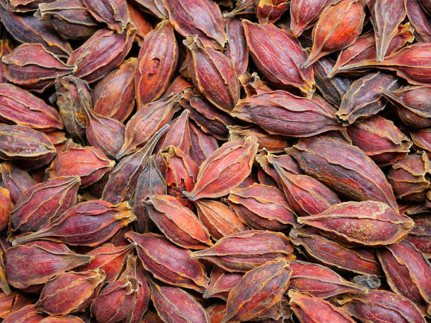 istock Dried Gardenia (chija) fruit is used as an ingredient in healthy drinks. 1316985528