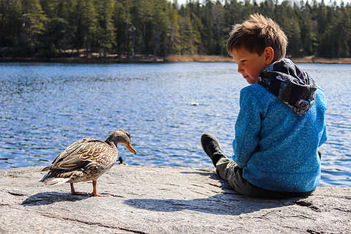 Boy and a duck near Bylsjön in Tyresta national park