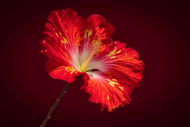 istock red hibiscus on a dark background 1316986695