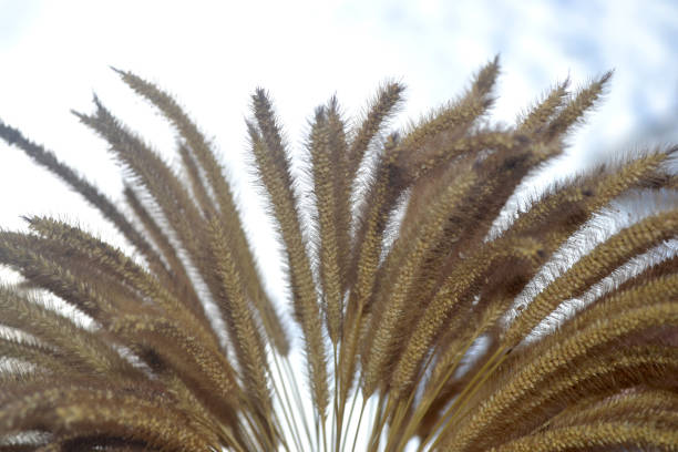 beautiful dried flowers in vase as background or texture