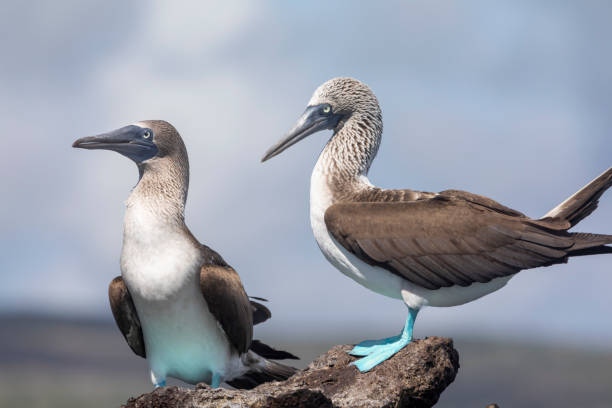 Blue-footed Boobies Taken in the Galapagos Islands, Ecuador sula nebouxii stock pictures, royalty-free photos & images