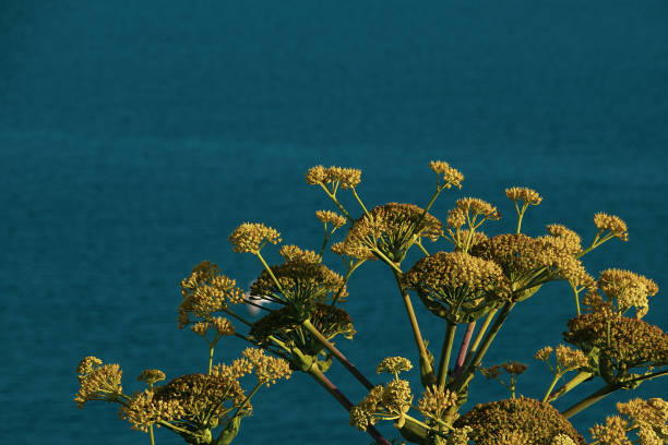 Greek scenery, summer by the sea
