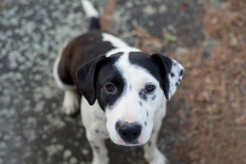 Close Up Mixed Breed Black And White Spotted Dog Sitting On The Ground, Close Up Portrait Of Mongrel Black And White Dog In Nature, Dog Rescue, Pet Adoption, Young Stray Dog Looking At Camera