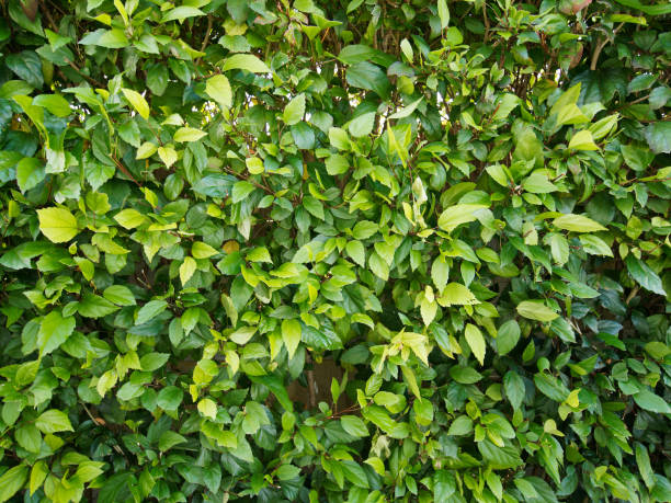 istock Green hedge. Green bush fence. 1316989957