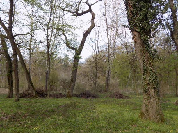 istock Removal of dry branches from tree canopies in a protected forest 1316990201