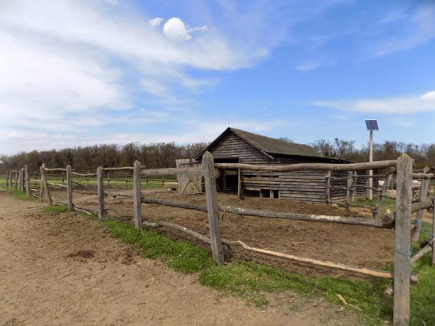 istock Stable and paddock for horses with modern solar collector for electric fence 1316990214