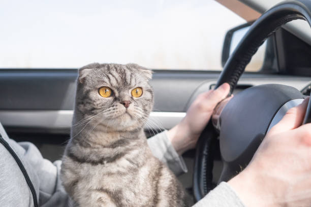 istock A gray Scottish fold cat with yellow eyes sits in the car. 1316991544