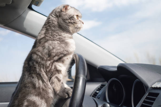 istock A gray Scottish fold cat with yellow eyes sits in the car. 1316991554