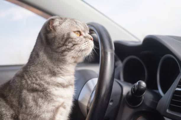 istock A gray Scottish fold cat with yellow eyes sits in the car. 1316991558