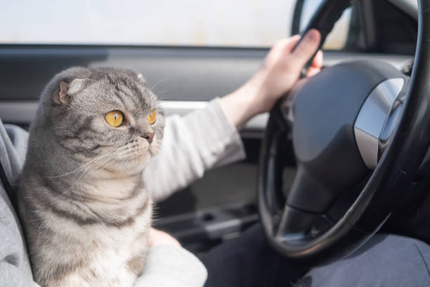 istock A gray Scottish fold cat with yellow eyes sits in the car. 1316991562