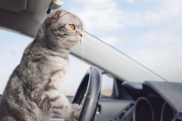 istock A gray Scottish fold cat with yellow eyes sits in the car. 1316991566
