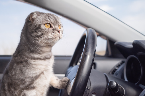 A gray Scottish fold cat with yellow eyes sits in the car. Travel concept with pets.