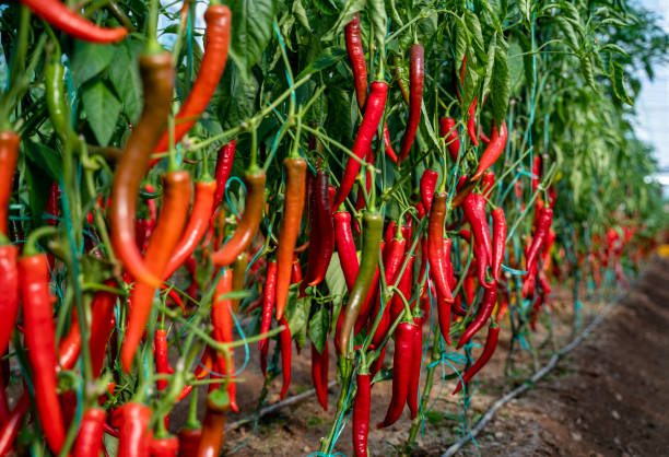 peperoncini rossi in orto - greenhouse pepper vegetable garden agriculture foto e immagini stock