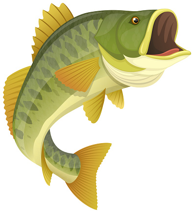 Vector illustration of a jumping largemouth bass fish against a white background. Illustration uses linear gradients and transparencies. Includes AI10-compatible .eps format, along with a high-res .jpg