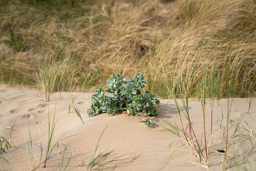Beach Thistle,Eryngium maritimum on a sand dune, Katwijk, The Netherlands