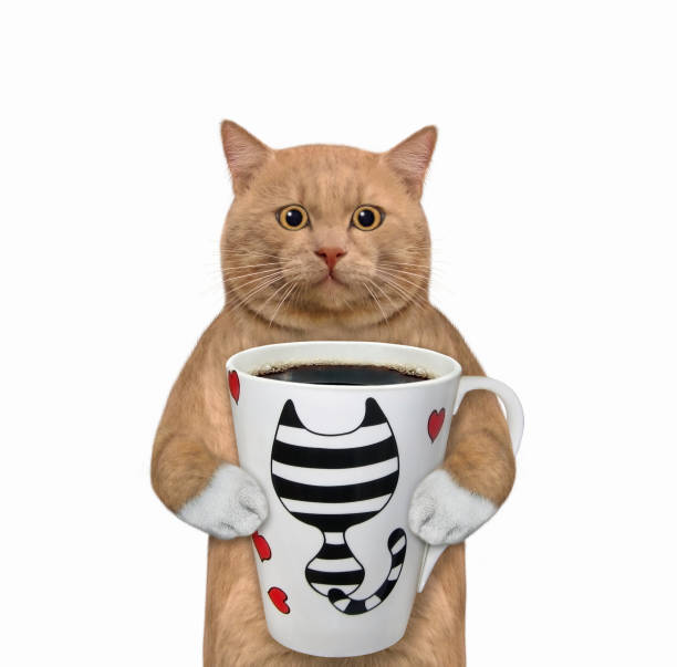 istock Cat reddish holds big cup of coffee 1316993588
