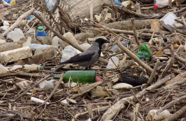 istock Bird is standing on the garbage in the river 1316994501